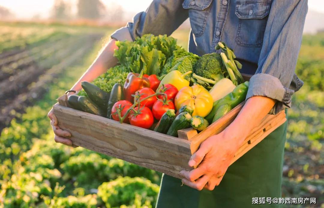 卖菜网，重塑城市生鲜供应链的绿色革命,卖菜网