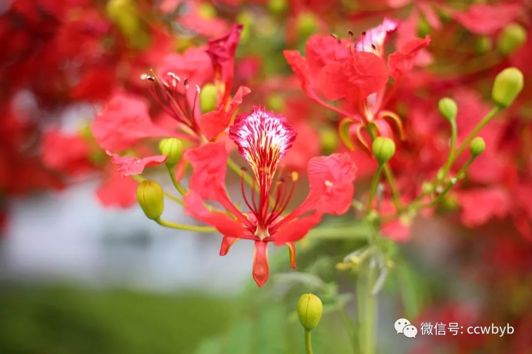 香淃六彩，今日绽放的绚烂果实,香淃六香彩开结果今天